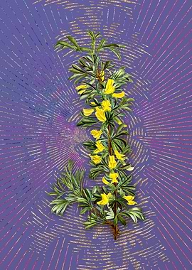 Caragana Spinosa Flora