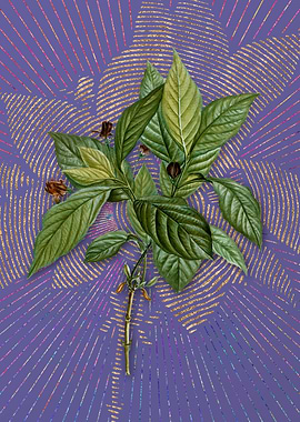 Alpine Honeysuckle Plant