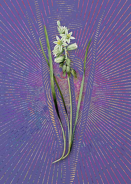 Drooping Star of Bethlehem