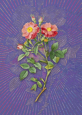 Elizabeths Sweetbriar Rose