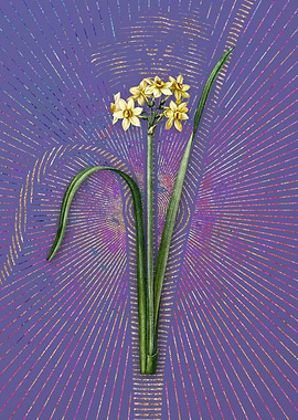 Cowslip Cupped Daffodil