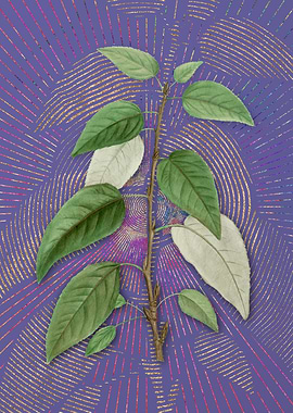 Balsam Poplar Leaves