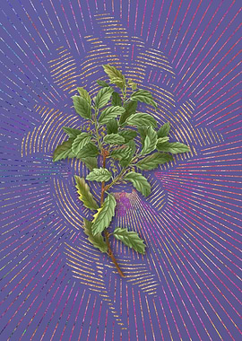 Evergreen Oak 2 Violet