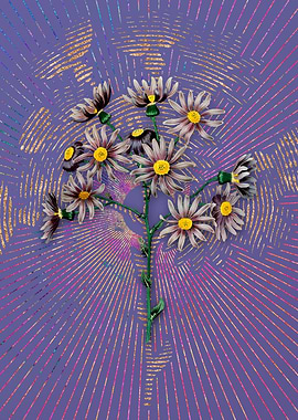 Lilac Senecio Flower