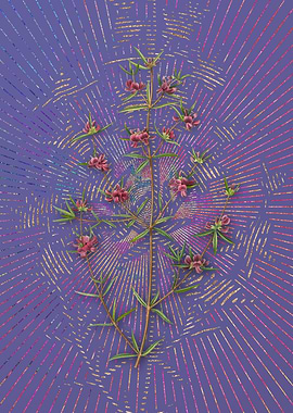 Heath Mirbelia Branch