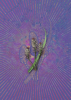 Meadow Squill Flower