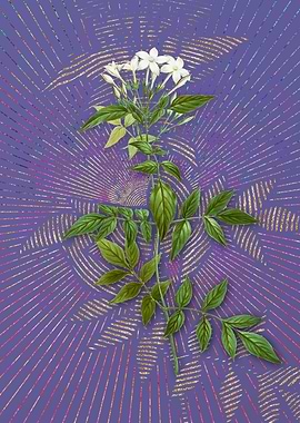 Jasmin Officinale Flower