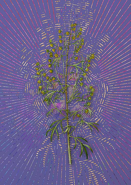 Madeira Wormwood Flora