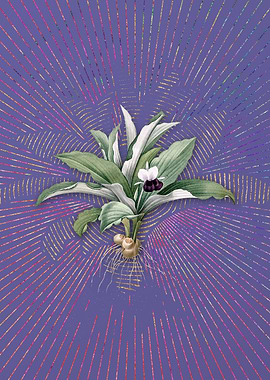 Kaempferia Angustifolia