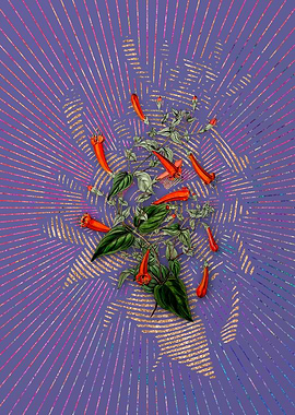 Heart Leaved Manettia