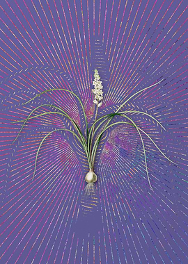 Lachenalia Angustifolia