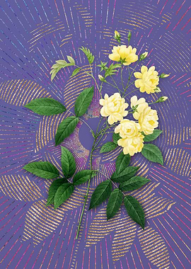 Lady Banks Rose Flora