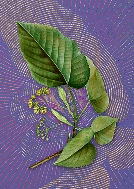 Linden Tree Branch 2