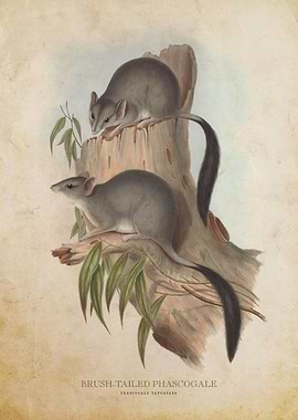 Brush Tailed Phascogale