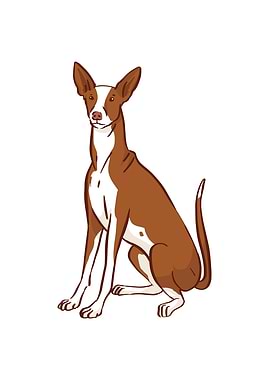 Podenco Ibicenco