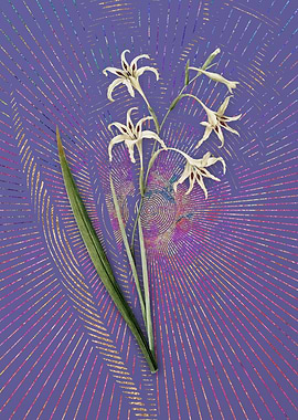 Gladiolus Cuspidatus 2