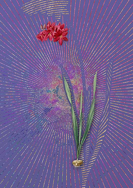 Ixia Filiformis Violet