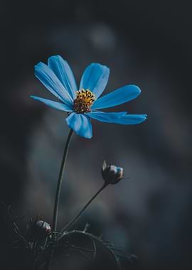 Blue Flower