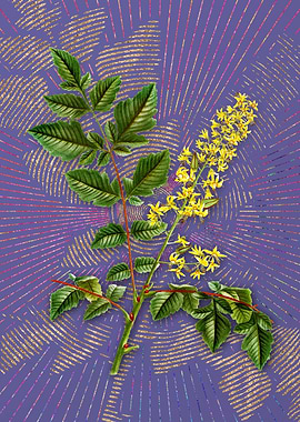 Golden Rain Tree Flora