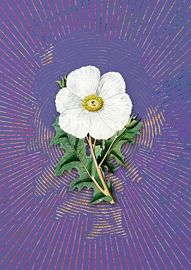 Mexican Poppy Flower