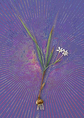 Gladiolus Inclinatus