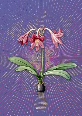 Netted Veined Amaryllis