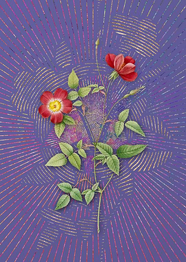 Indica Stelligera Rose