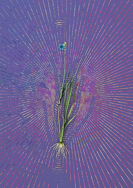 Narrow Leaf Blue Eye Grass