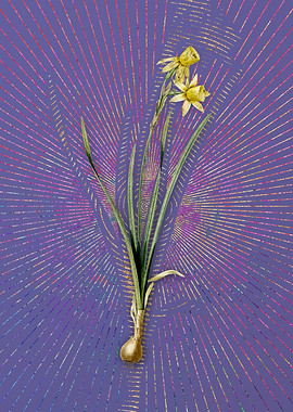 Narcissus Calathinus