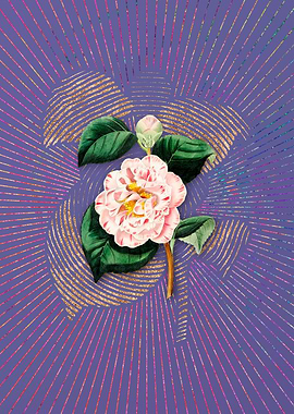 Grays Invincible Camellia