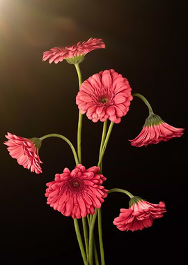 Pink Gerbera Daisies