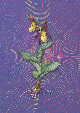 Ladys Slipper Orchid