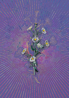 Glaucous Aster Flower