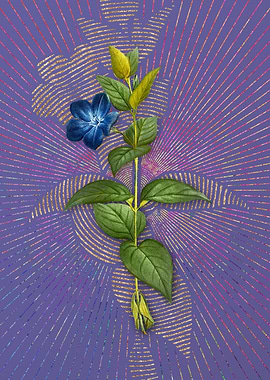 Greater Periwinkle Flower