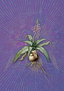 Lachenalia Lanceaefolia