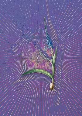 Ixia Plantaginea Flora