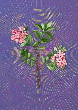 Hairy Alpenrose Violet