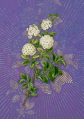 Germander Meadowsweet