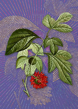 Paper Mulberry Flower