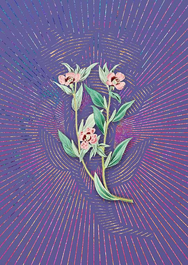 Long Branched Enothera