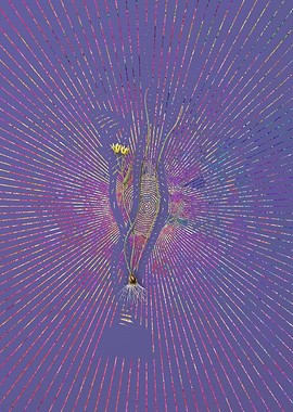 Ornithogalum Spathaceum