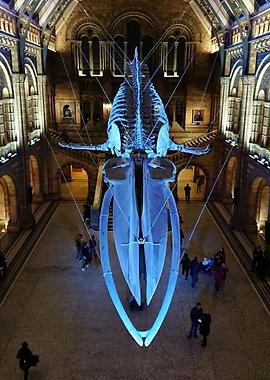 The Blue Whale