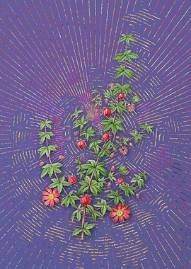 Madder Leaved Bauera