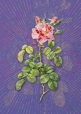 Four Seasons Rose in Bloom