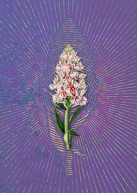 Leafy Spiked Orchis Flower