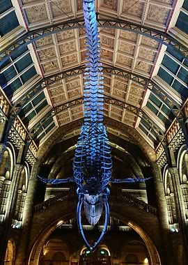 The Blue Whale
