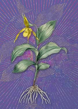 Ladys Slipper Orchid 2