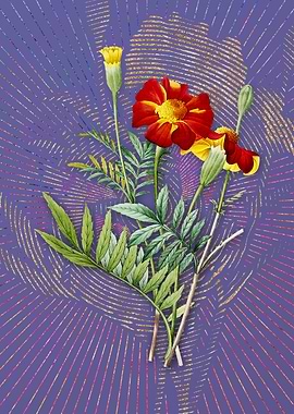 Mexican Marigold Flora