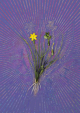 Golden Blue Eyed Grass