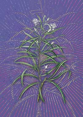 Narrow Leaf Spider Flower